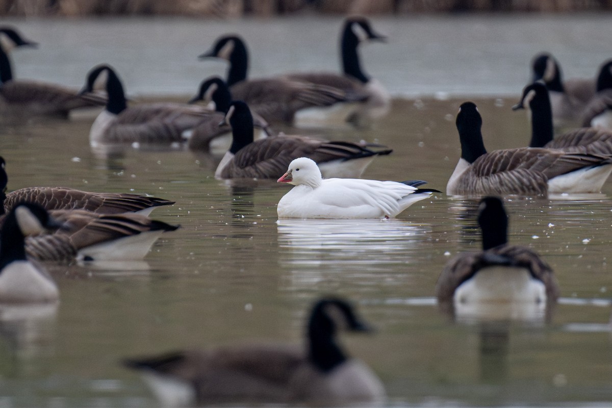 Zwergschneegans - ML646461411