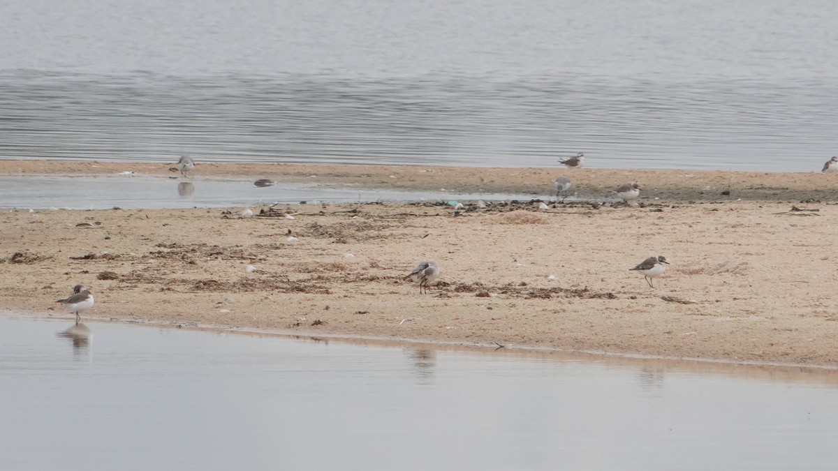 Chorlitejo Patinegro - ML646461413