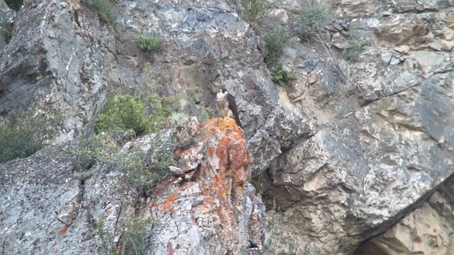 sokol stěhovavý - ML646461415