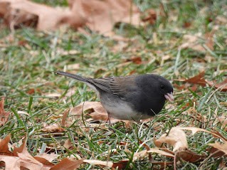 Dark-eyed Junco (cismontanus) - ML646461417