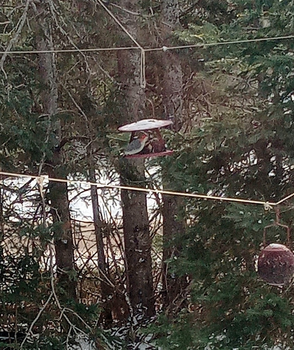 Red-bellied Woodpecker - ML646461418