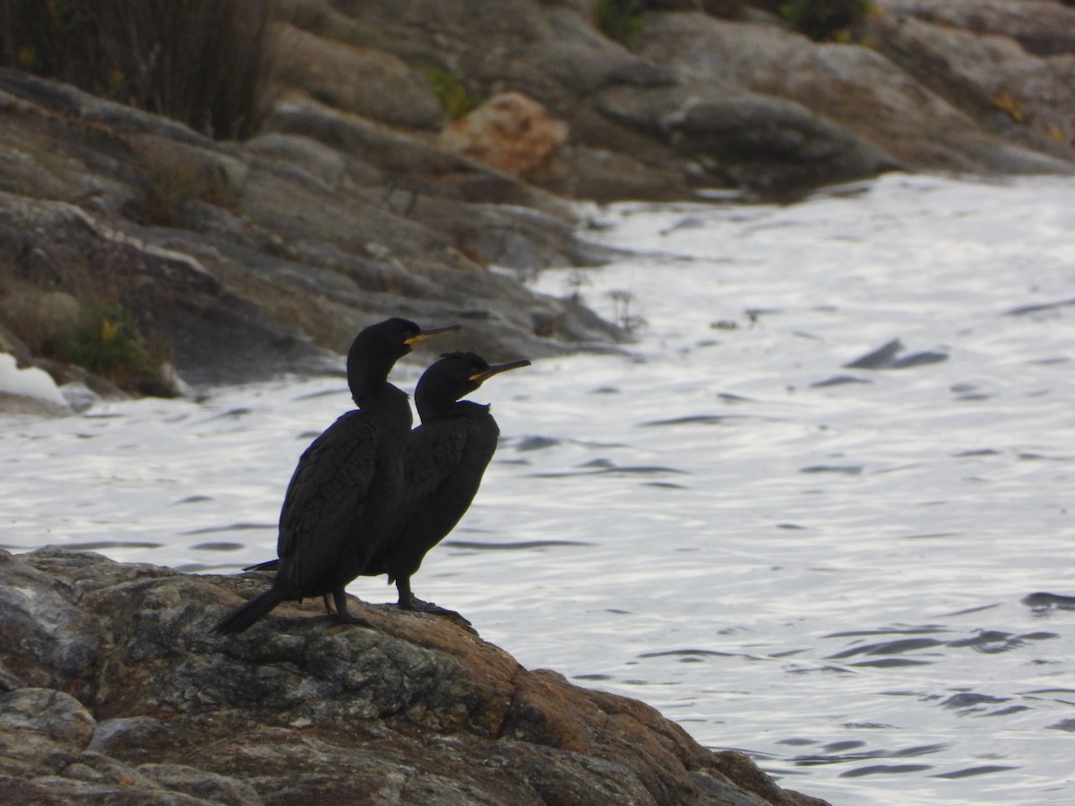 Cormorán Grande - ML646461419