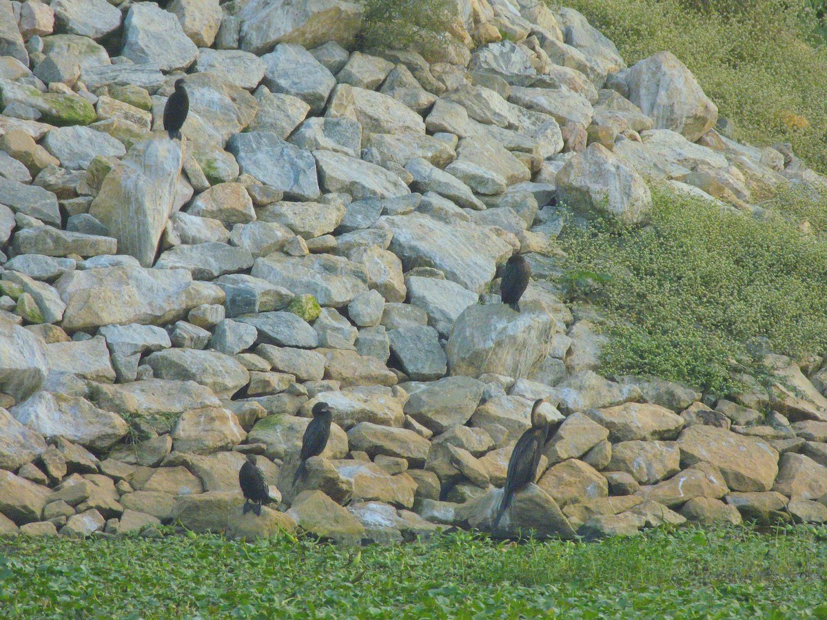 Anhinga Asiática - ML646461420