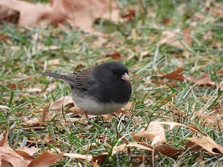 Dark-eyed Junco (cismontanus) - ML646461421