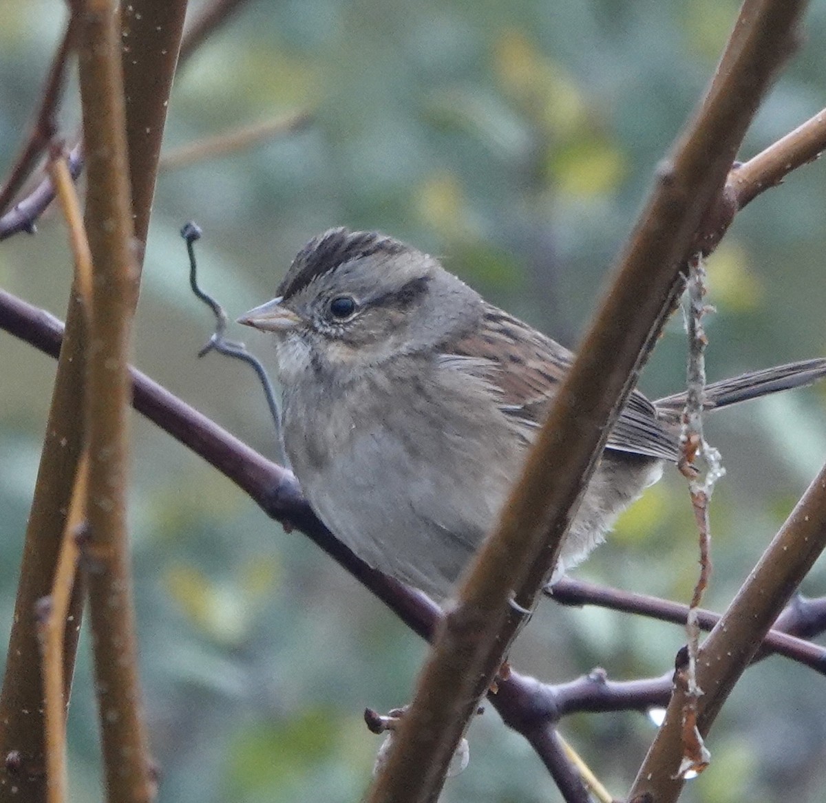 Chingolo Pantanero - ML646461422