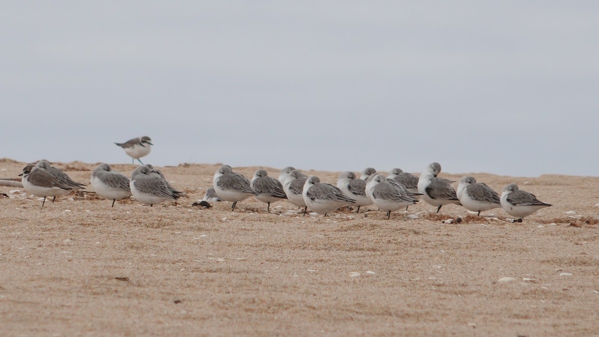 Correlimos Tridáctilo - ML646461423