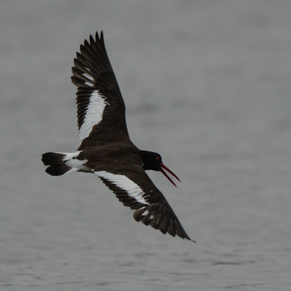 American Oystercatcher - ML646461426
