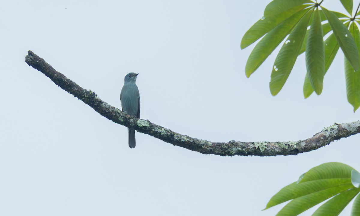 Gobemouche vert-de-gris - ML646461431