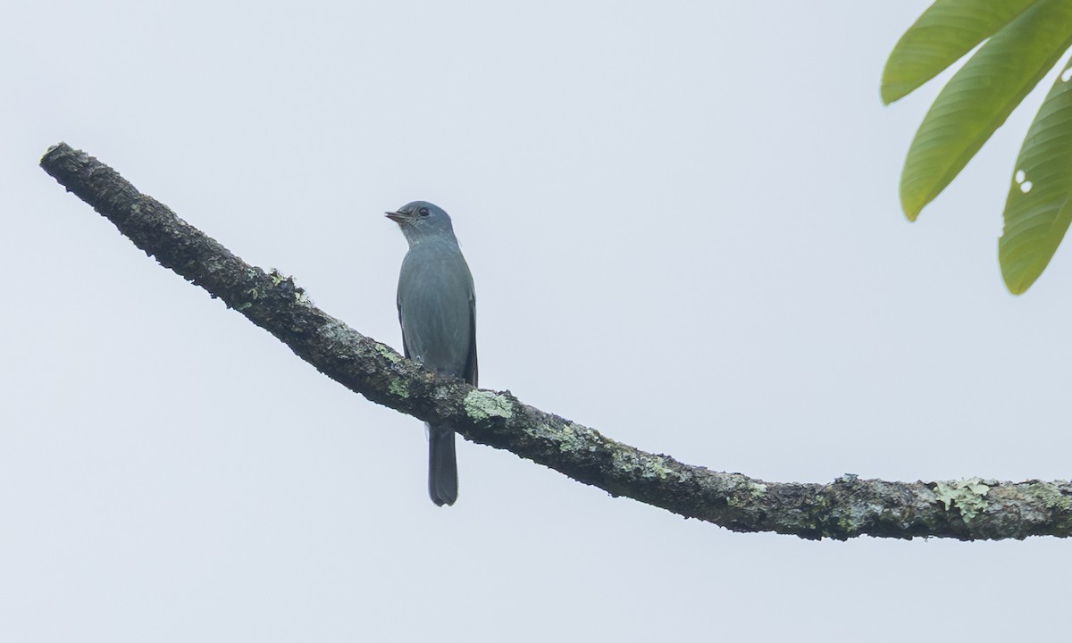 Gobemouche vert-de-gris - ML646461432
