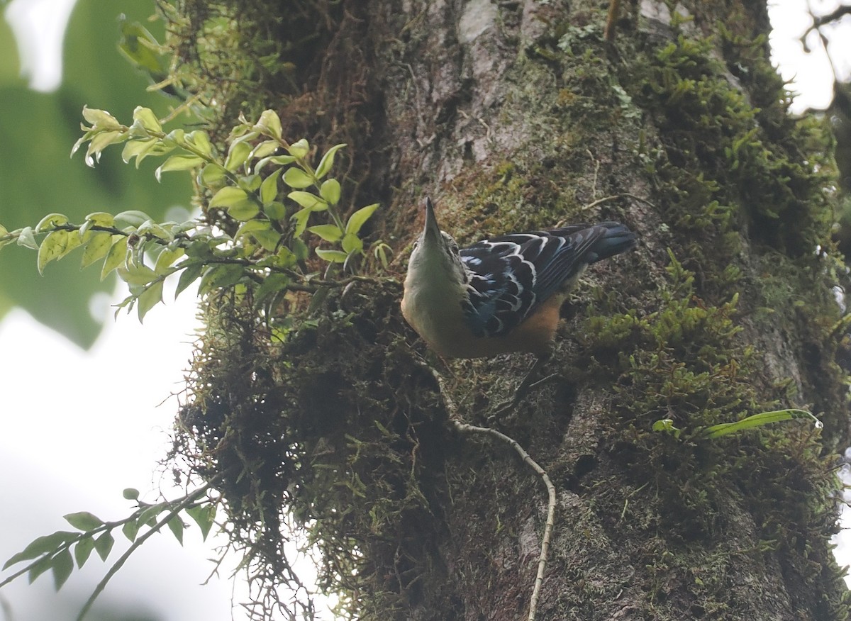 Beautiful Nuthatch - ML646461433