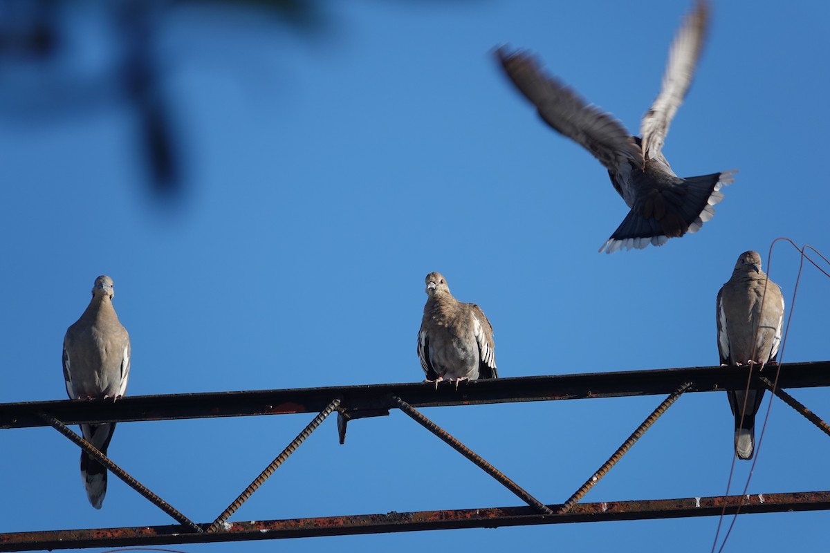White-winged Dove - ML646461437