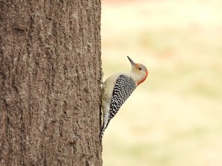 Red-bellied Woodpecker - ML646461438