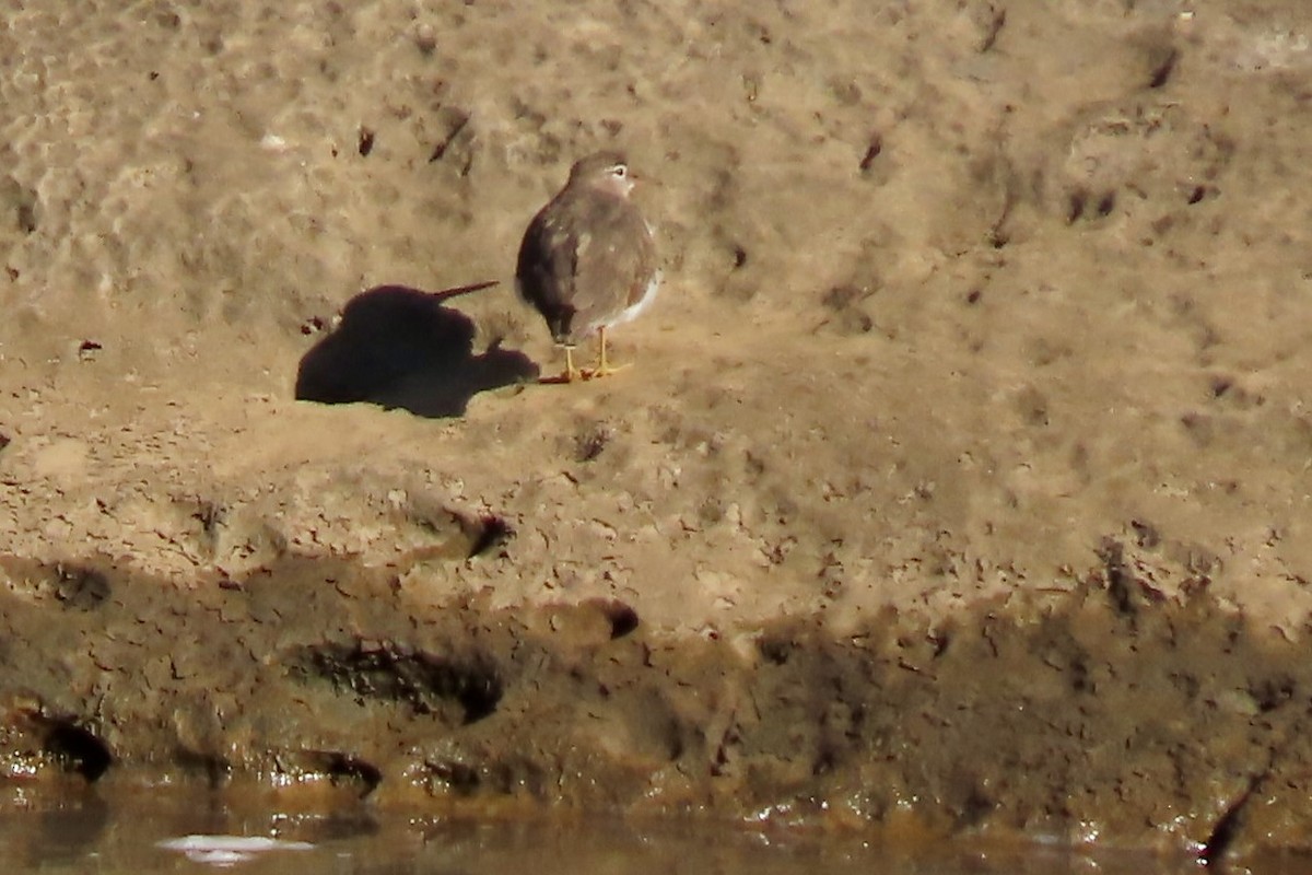Spotted Sandpiper - ML646461441