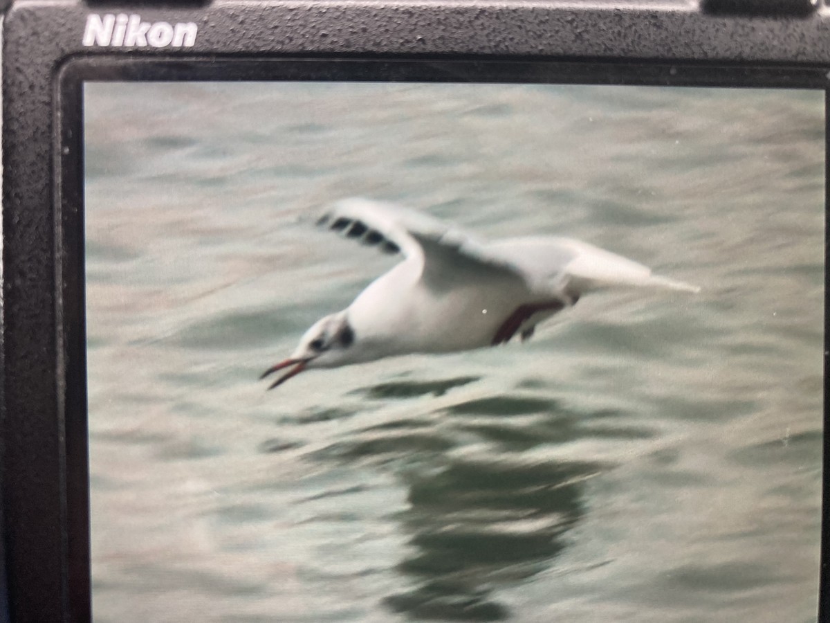 Black-headed Gull - ML646461443