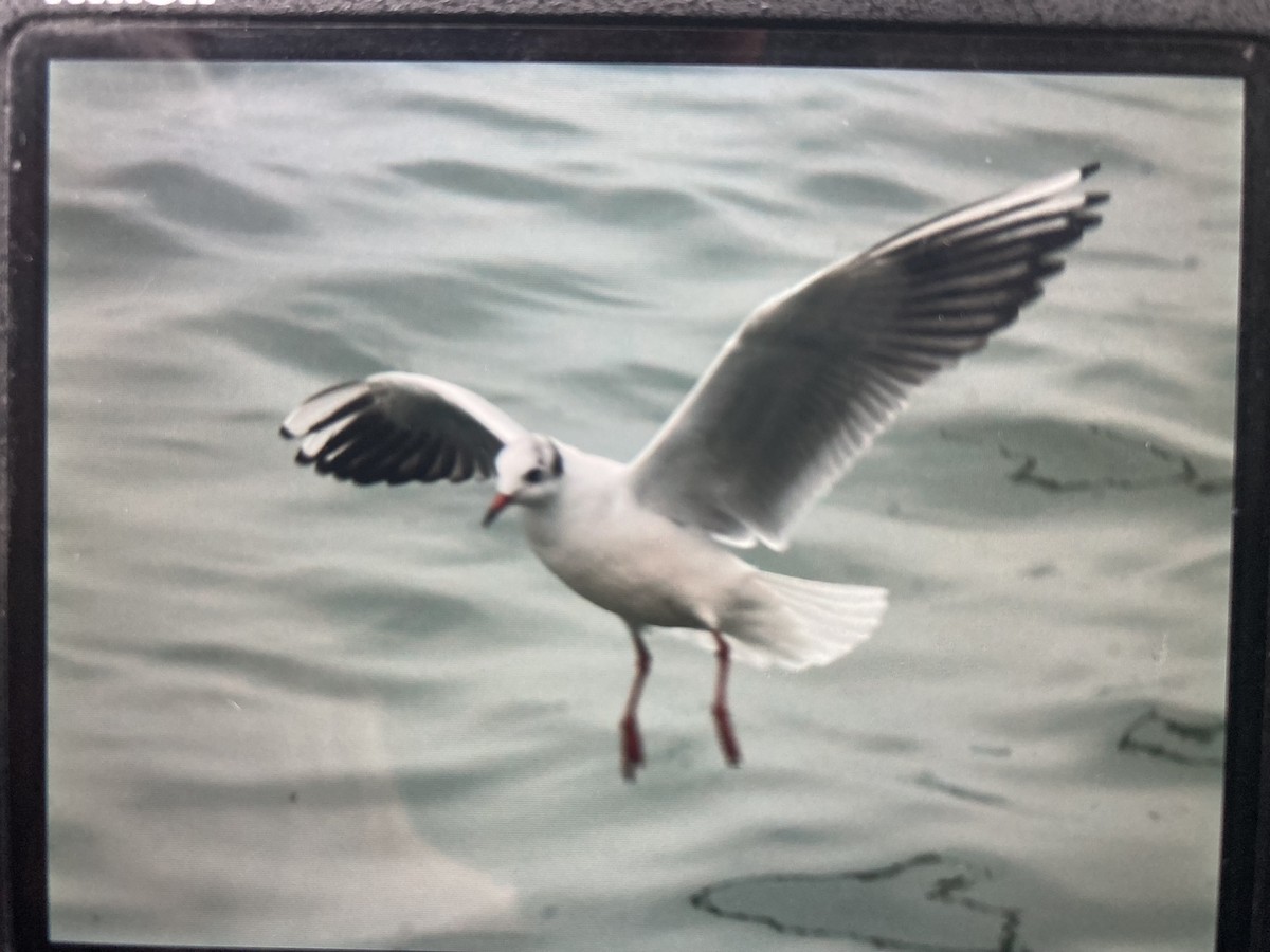 Black-headed Gull - ML646461445