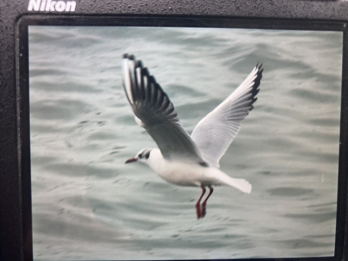 Black-headed Gull - ML646461446