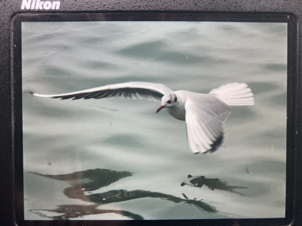 Black-headed Gull - ML646461447
