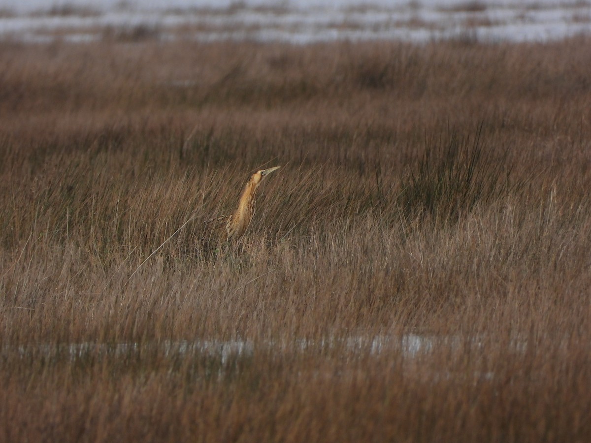 Eurasian Bittern - ML646461450
