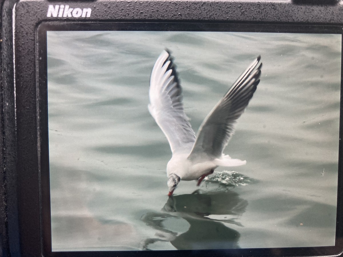 Black-headed Gull - ML646461452