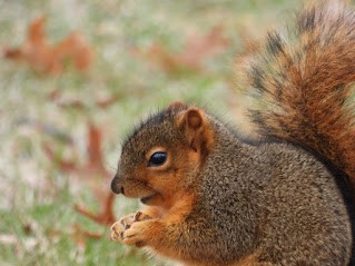 Eastern Fox Squirrel - ML646461455