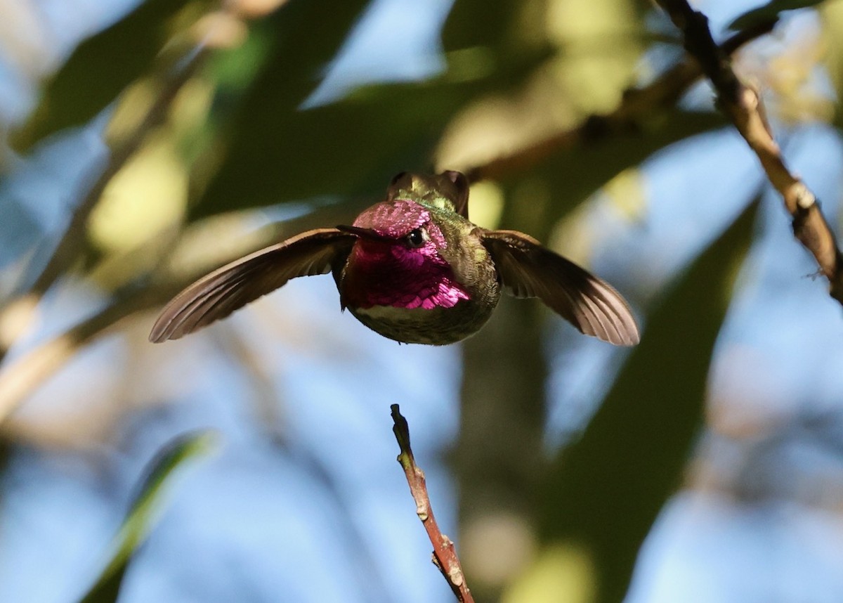 Anna's Hummingbird - ML646461457