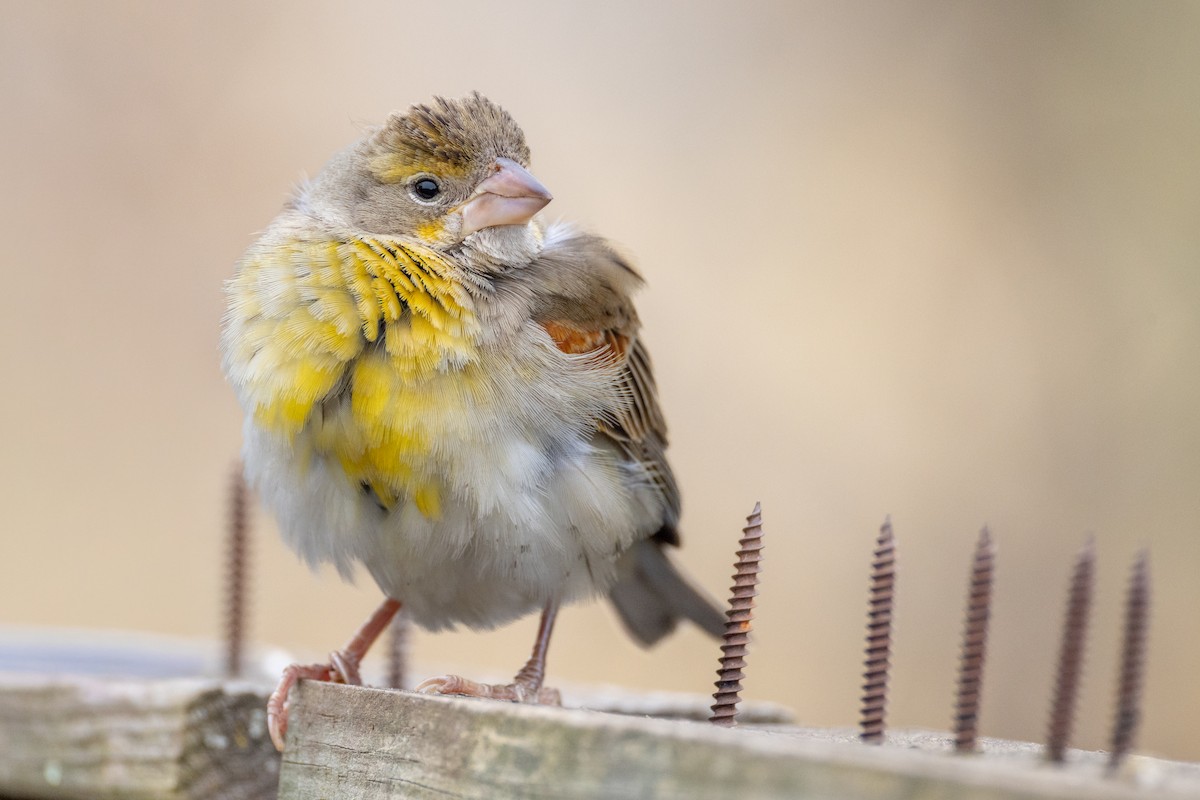Dickcissel - ML646461468