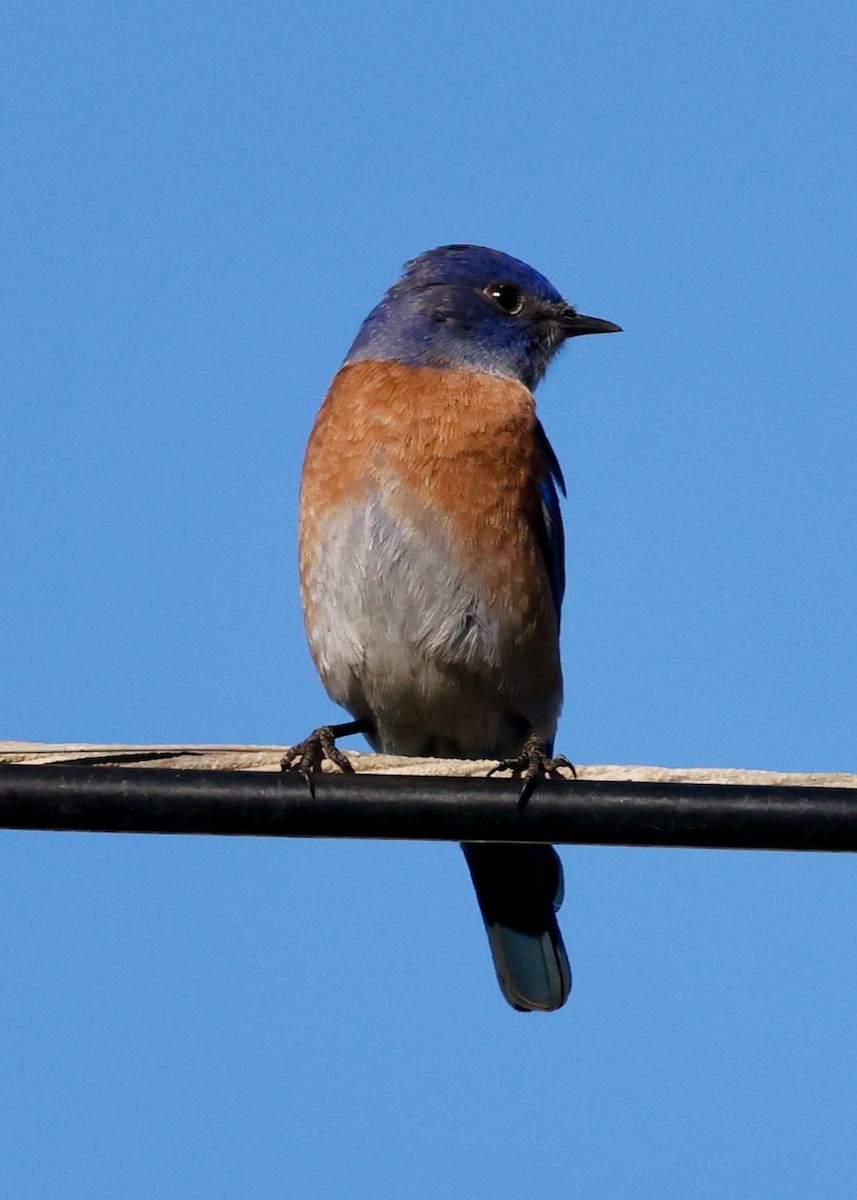 Western Bluebird - ML646461469