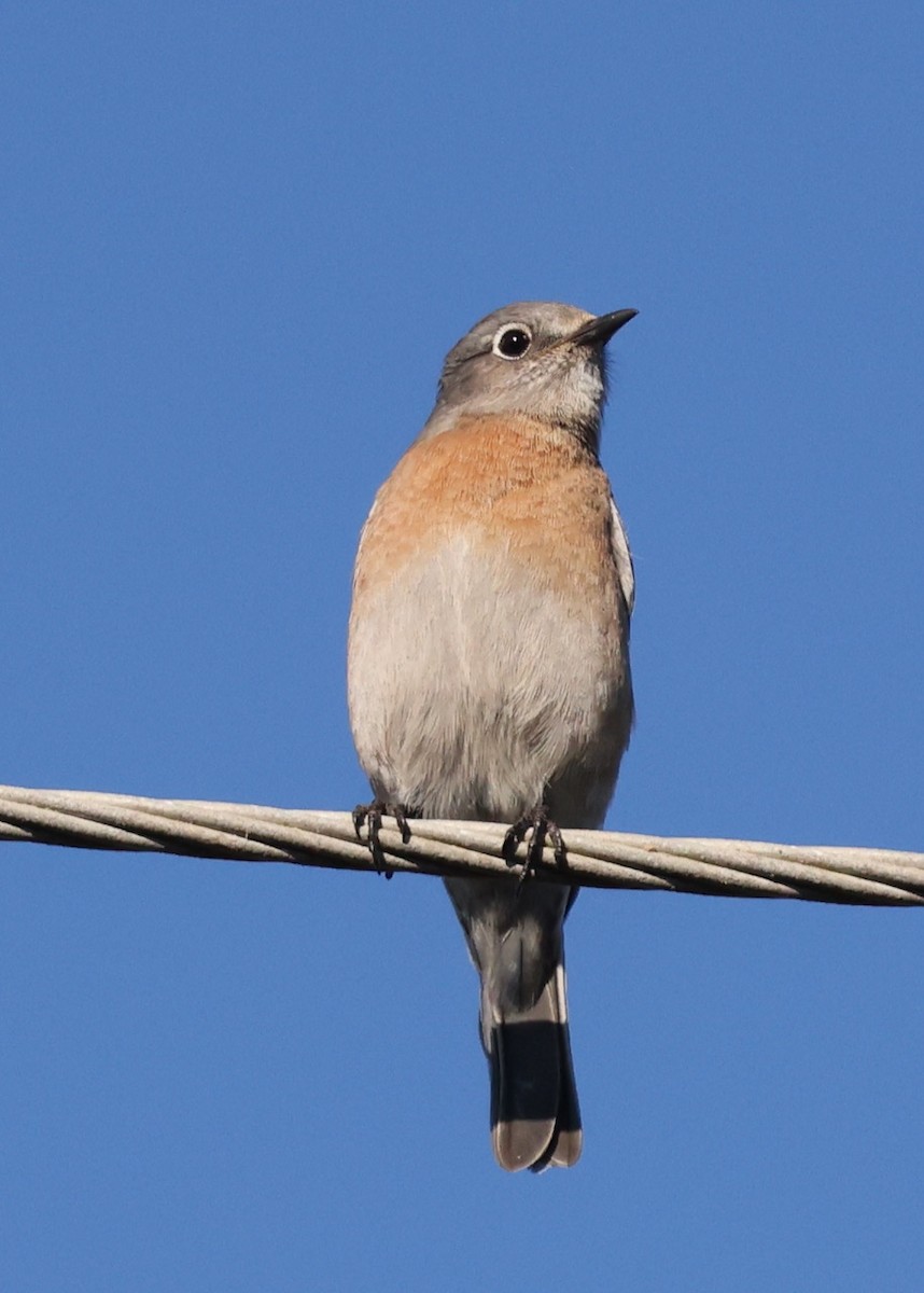 Western Bluebird - ML646461470