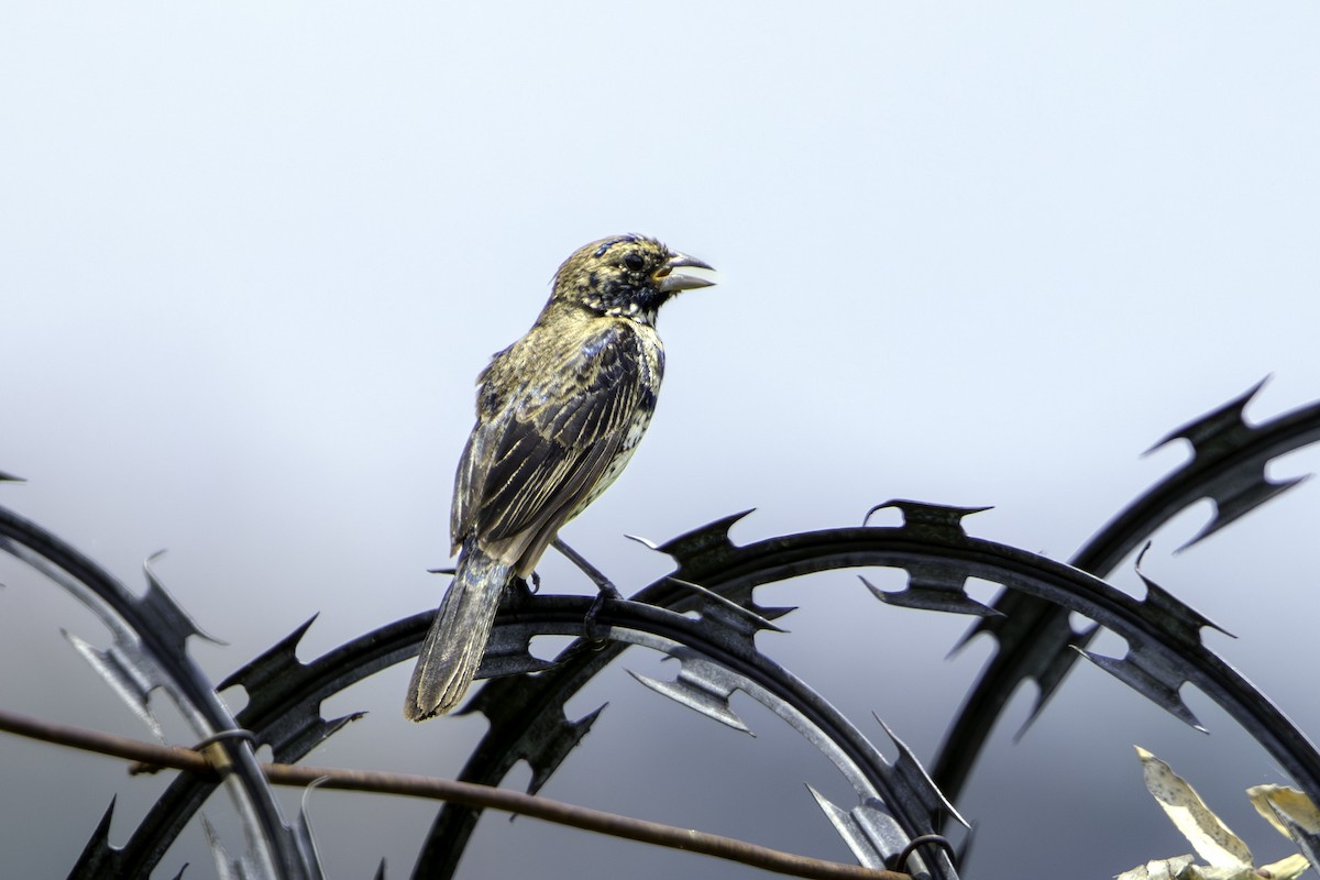 Blue-black Grassquit - ML646461474