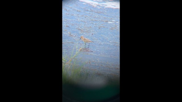 Baird's Sandpiper - ML646461476