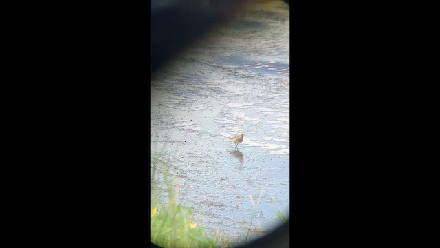 Baird's Sandpiper - ML646461479