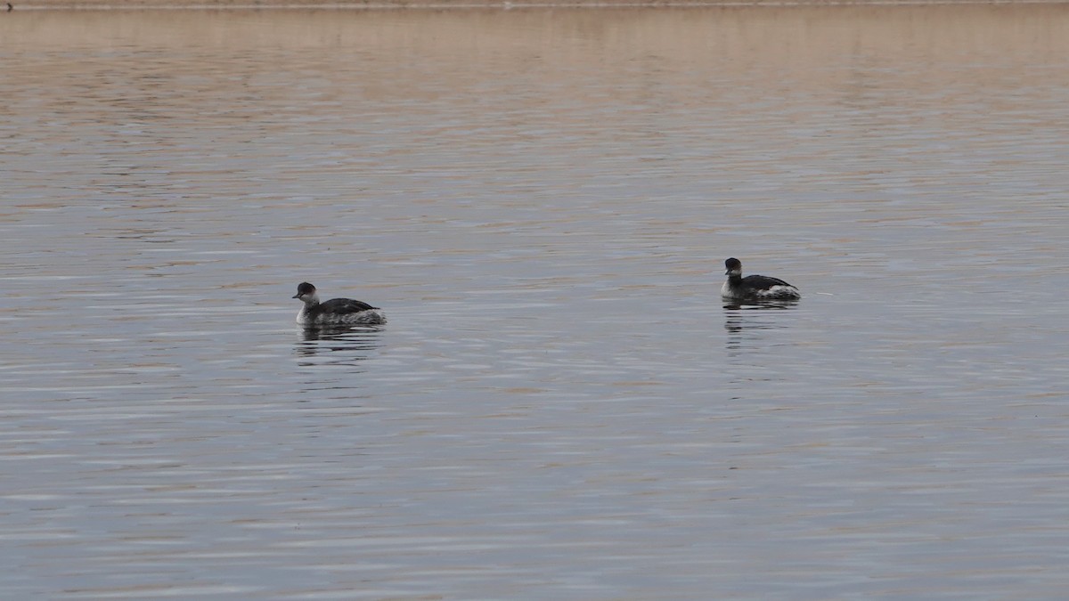 Eared Grebe - ML646461481