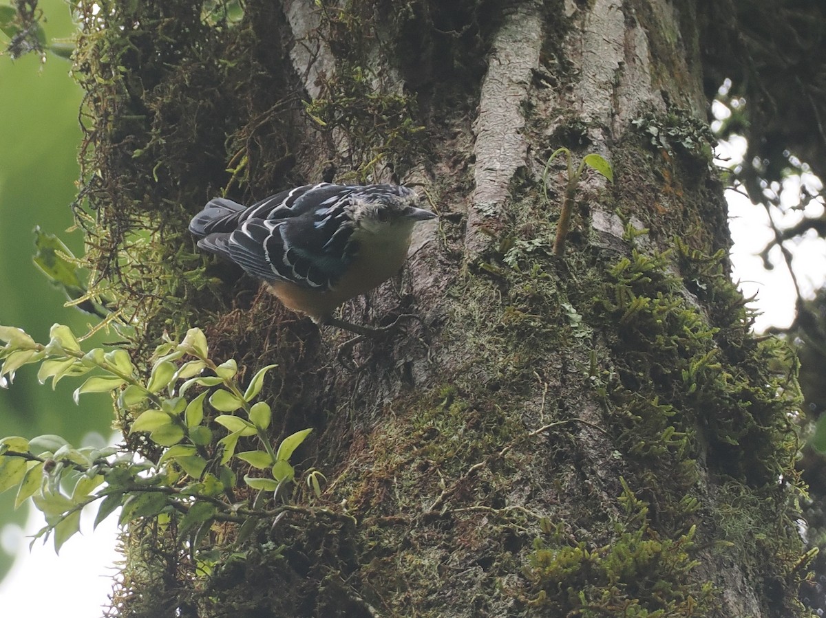 Beautiful Nuthatch - ML646461482