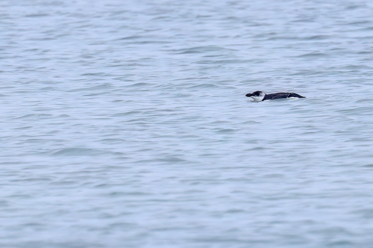 Razorbill - ML646461483