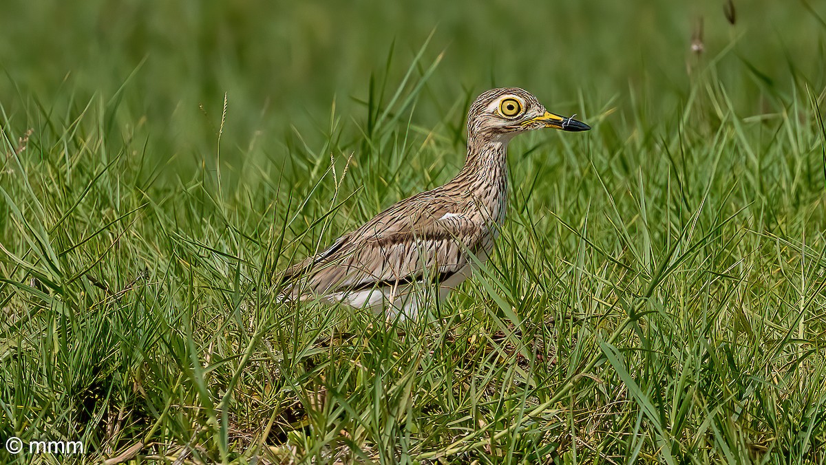 Senegal Thick-knee - ML646461484
