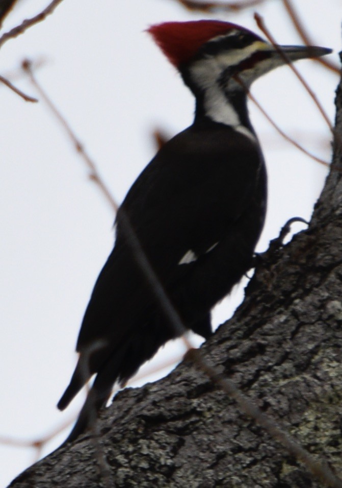 datel chocholatý - ML646461486