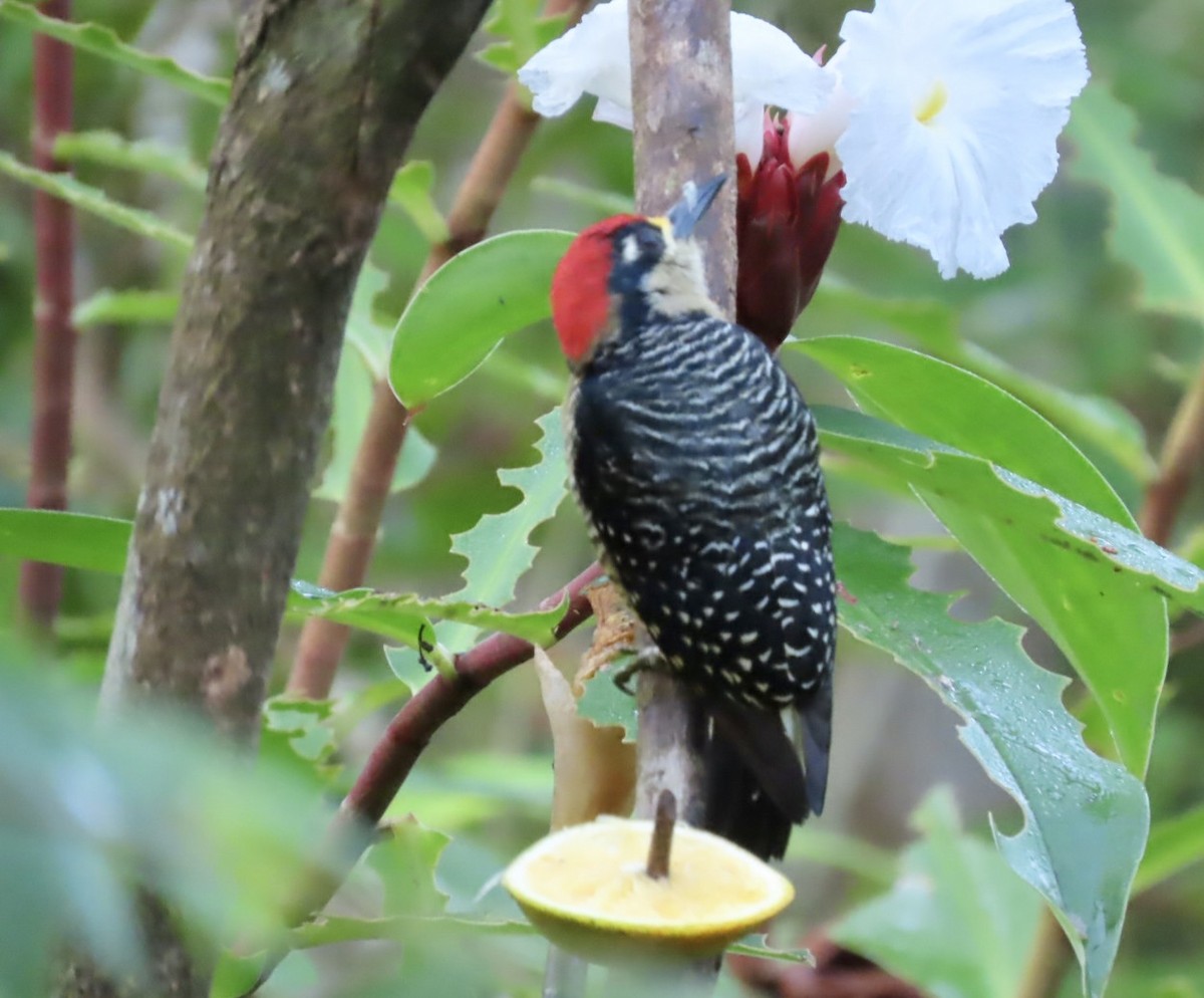 Black-cheeked Woodpecker - ML646461487