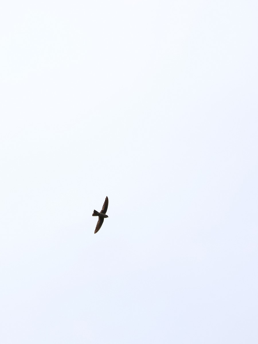 Vanikoro Yelyutanı - ML646461492