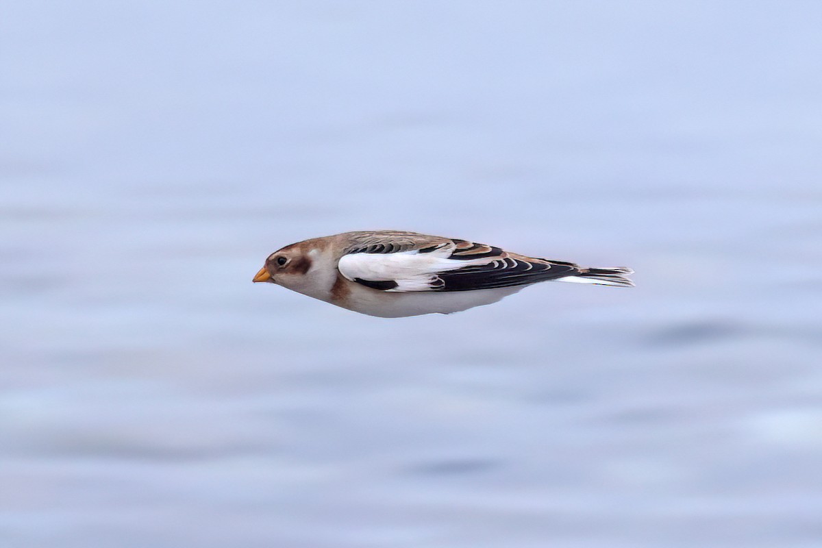 Snow Bunting - ML646461494