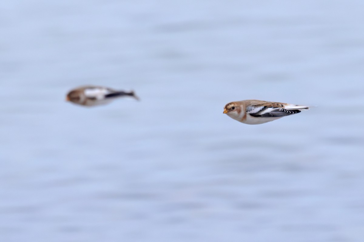 Snow Bunting - ML646461495