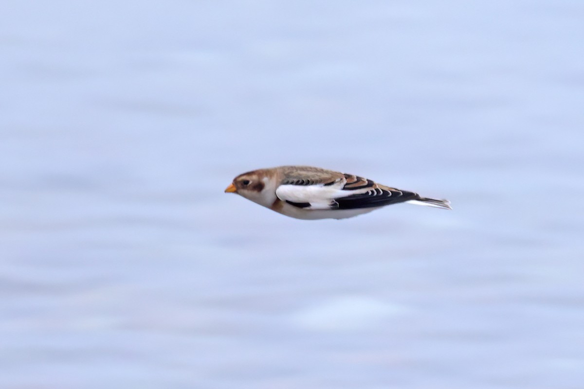 Snow Bunting - ML646461496