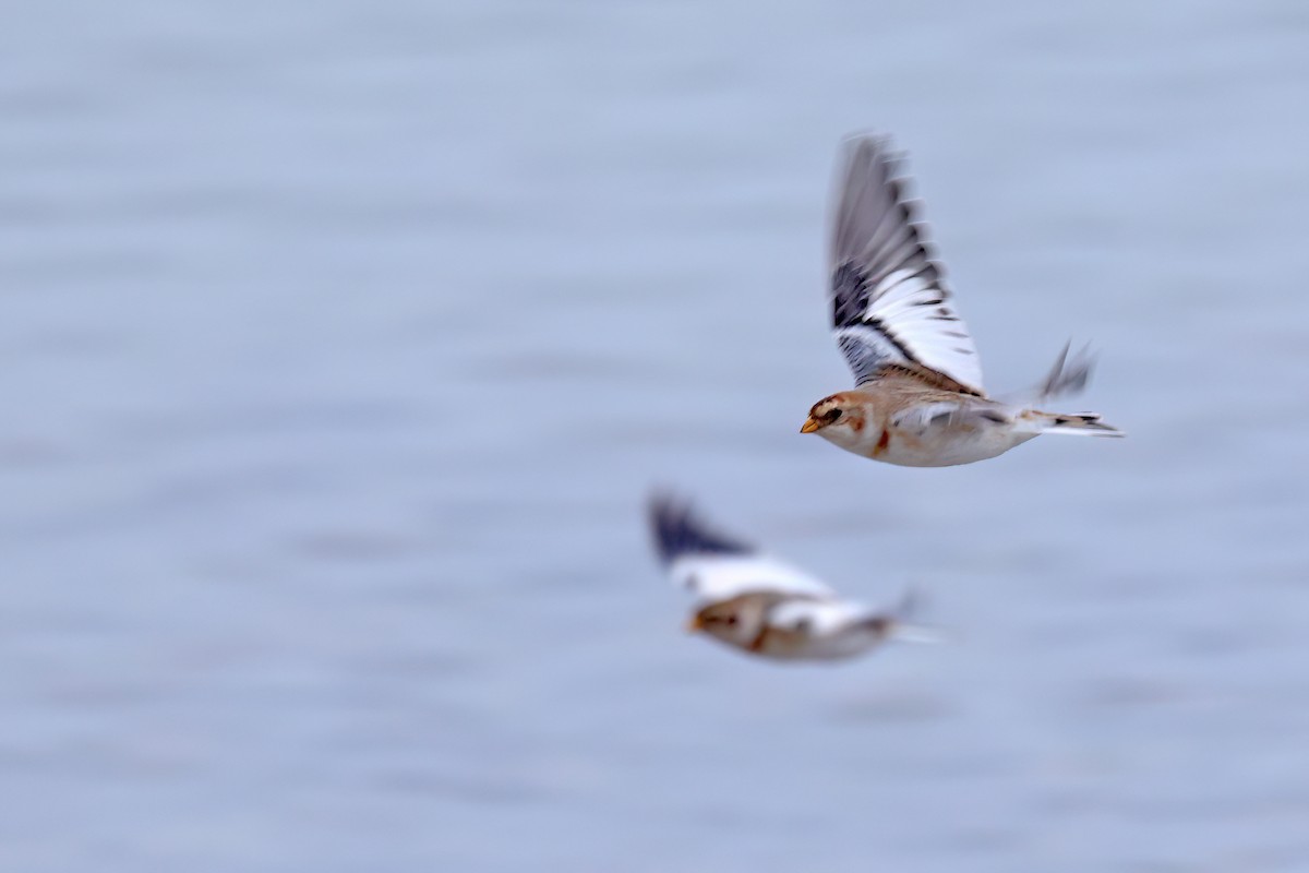 Snow Bunting - ML646461497
