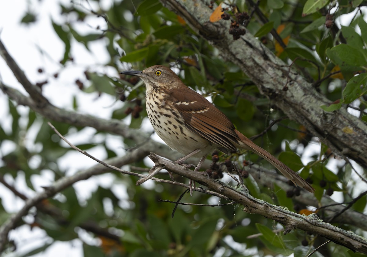 Kahverengi Çöpçü - ML646461498