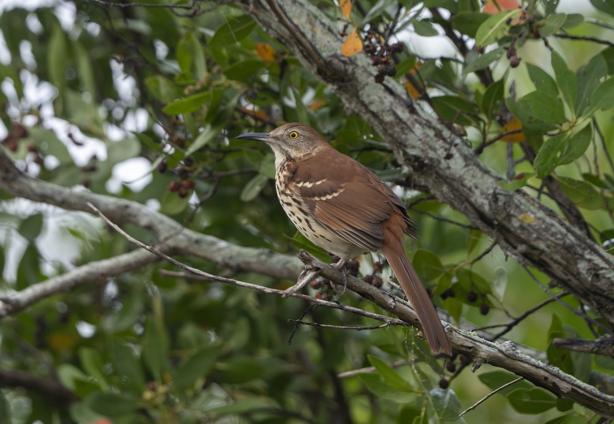 Kahverengi Çöpçü - ML646461503