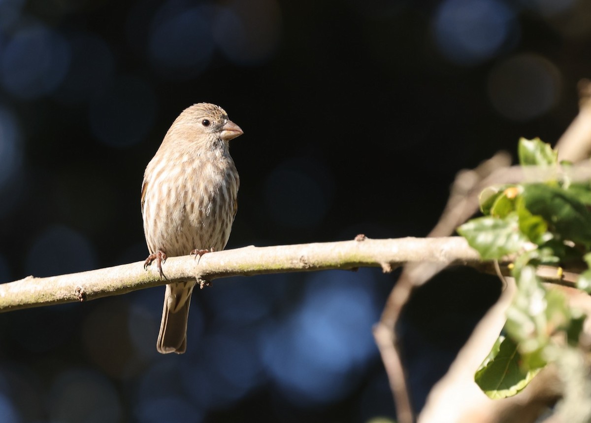 House Finch - ML646461508