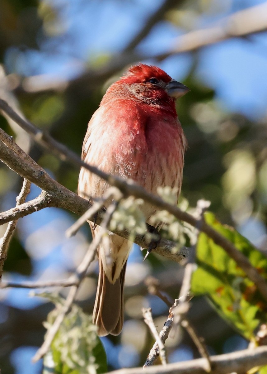 House Finch - ML646461509