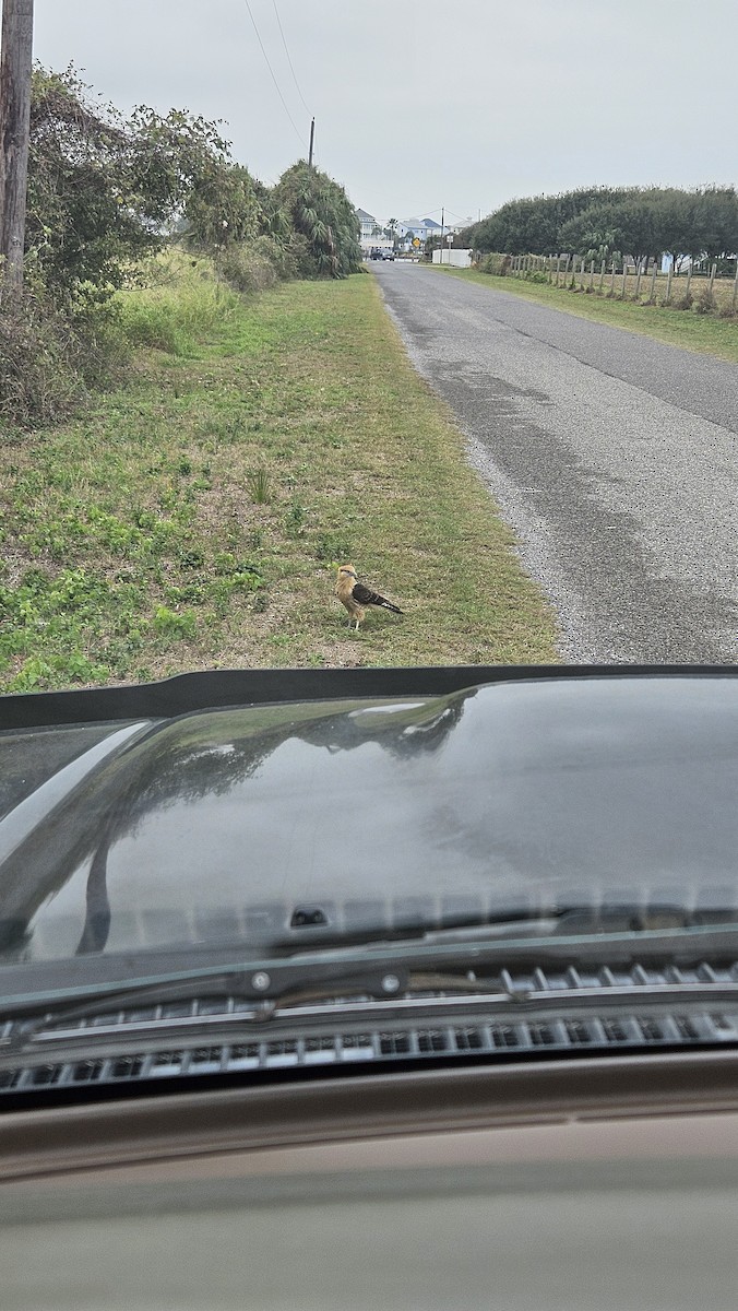 čimango žlutavý - ML646461512