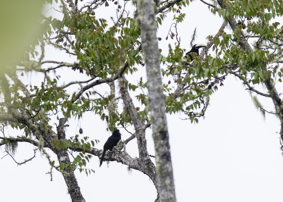 Araçari grigri - ML646461514