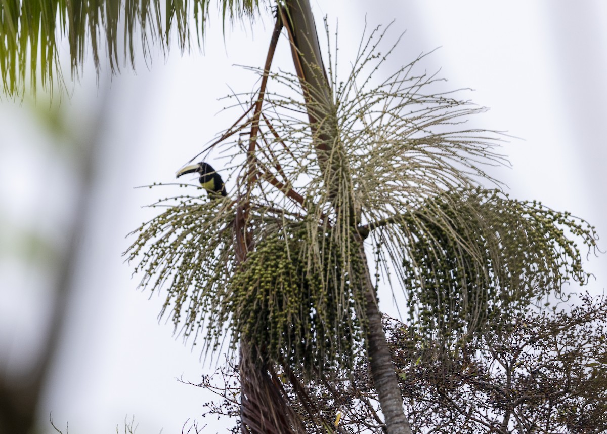 Araçari grigri - ML646461515