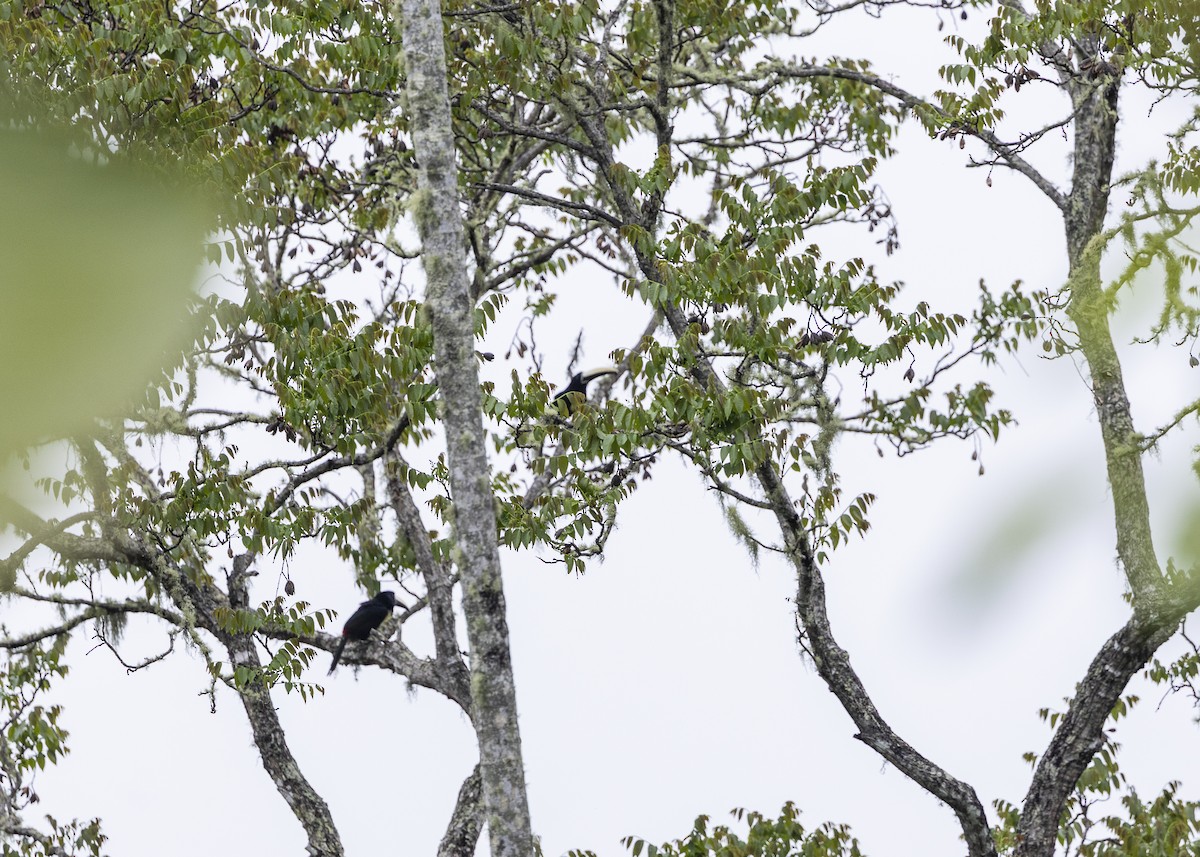 Araçari grigri - ML646461516